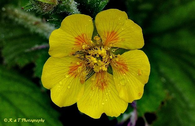 {Geum radiatum}